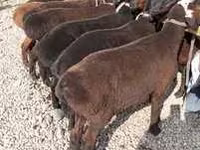 Qoç, Hissar sheep — foto 1