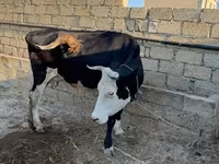 Vaca, Raza rojo-moteada — foto 4