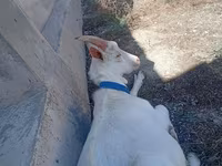 Cabro, Saanen goat — foto 1