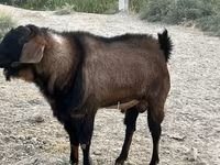 Taka, Nubian Goat — 5-rasm