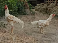 Chickens — फ़ोटो 8