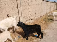 Billy Goat, Goats — photo 3