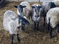 母羊, Romanov sheep — 照片 2