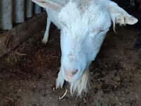 Ешкі, Saanen goat — 3-сурет