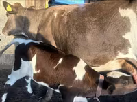 بقرة, Latvian Blue cattle — الصورة 1