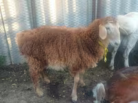Cabro, Cabras — foto 2
