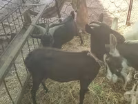 母山羊, Murcia-Granada goats — 照片 3