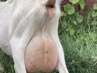 Ешкі, Saanen goat — 1-сурет