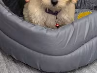 Maltipoo balası – krem rəngli, qıvırcıq tüklü, kiçik ölçülü ev iti — фото 4