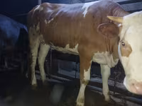 गाय, Simmental cattle — फ़ोटो 1