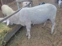 Widder, Merino sheep — Foto 1