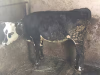 Kuh, Swiss cattle — Foto 1