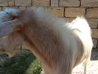 Cabra, Cabras — foto 5
