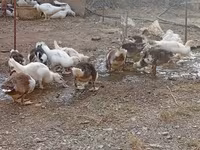 Ducks — 8-rasm