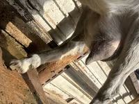 बकरी, Alpine goat — फ़ोटो 4