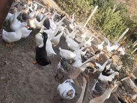 Geese — Foto 2