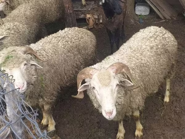 Carnero, Ovejas