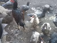 Chickens — 3-rasm