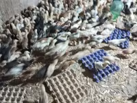 Chickens — 3-rasm