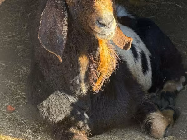 公山羊, Nubian Goat