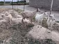 Ziege, Saanen goat — Foto 3