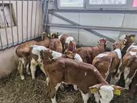 Buğa, Simmental cattle — foto 2