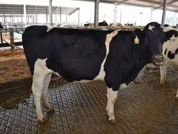 Holstein fajta