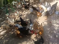 Chickens — الصورة 6
