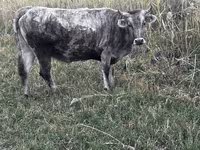Vaca, Ganado vacuno — foto 1