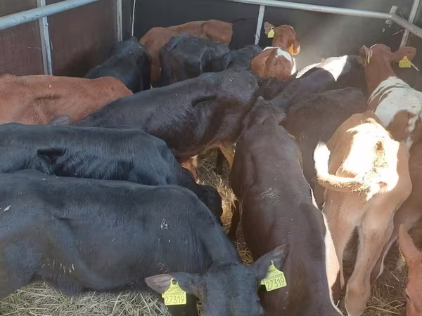 Toro, Simmental cattle