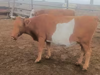 بقرة, Simmental cattle — الصورة 2