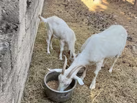 عنزة, Saanen goat — الصورة 7