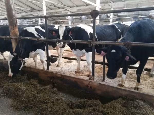 Корова, Swiss cattle