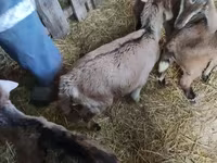 Ziegenbock, Nubian Goat — Foto 4