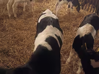Бик, Russian Black pied cattle — фото 2