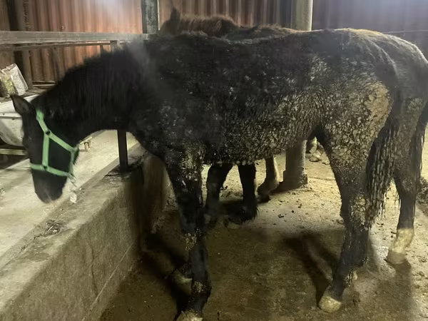 Айғыр, Yakutian horse