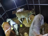 Buğa, Simmental cattle — foto 3