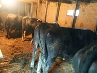 गाय, गोलस्टीन नस्ल — फ़ोटो 2