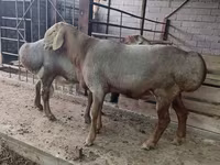 Qoç, Arashan sheep — foto 1