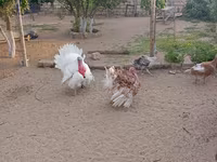 Turkeys — 2-сурет