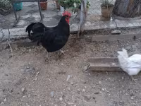 Chickens — Foto 2