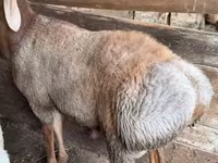 Ram, Arashan sheep — photo 2