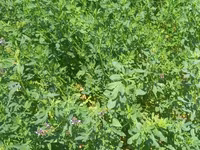 Hal hazirda Yonca (Medicago sativa) becerilib 3 hektar torpaq sahəsi — الصورة 1