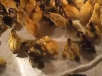 Ducks — Foto 2
