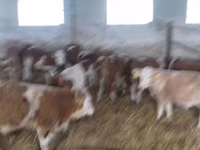 Bull, Simmental cattle — photo 4