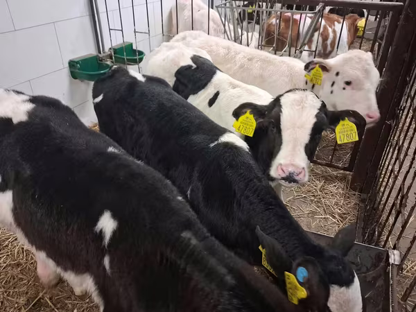 Bulle, Russian Black pied cattle
