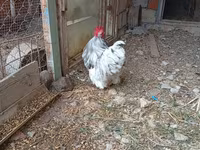 Chickens — Foto 4