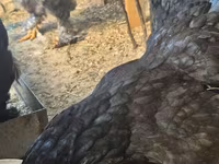 براهما — الصورة 6