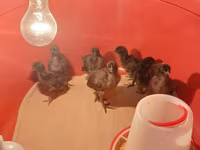 Chickens — 照片 6