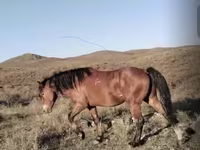 Hengst, Kazakh horse — Foto 4
